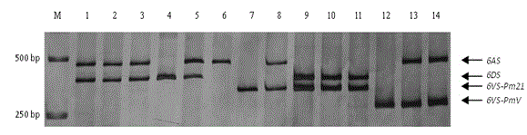 Haynaldia villosa's 6VS chromosome specific molecular marker 6VS-BH1 and application thereof