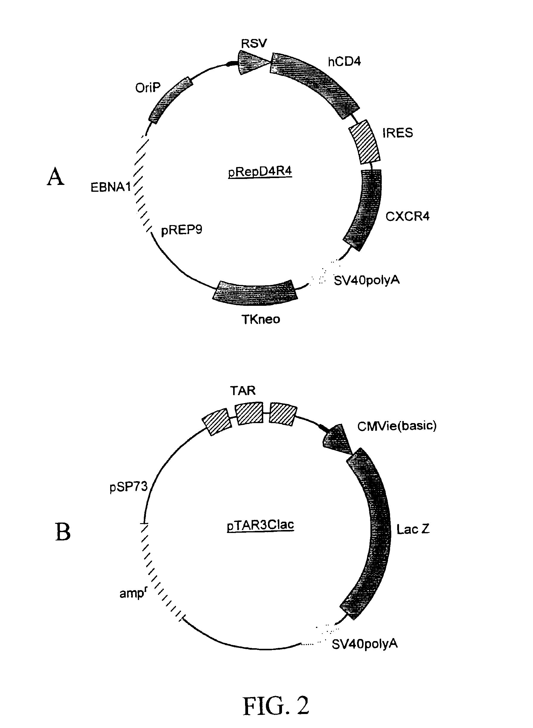 Compositions and methods for detecting human immunodeficiency virus