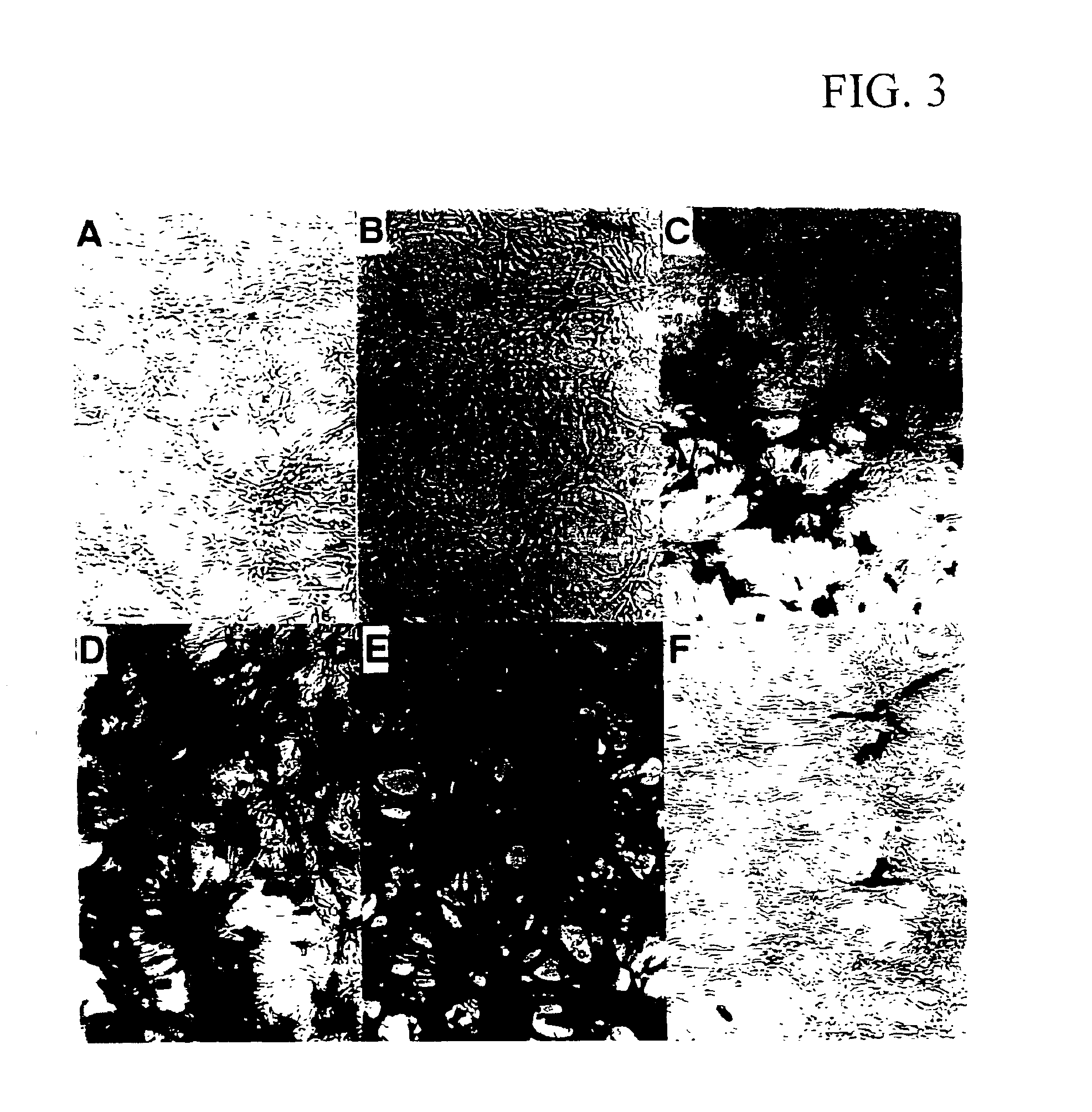 Compositions and methods for detecting human immunodeficiency virus