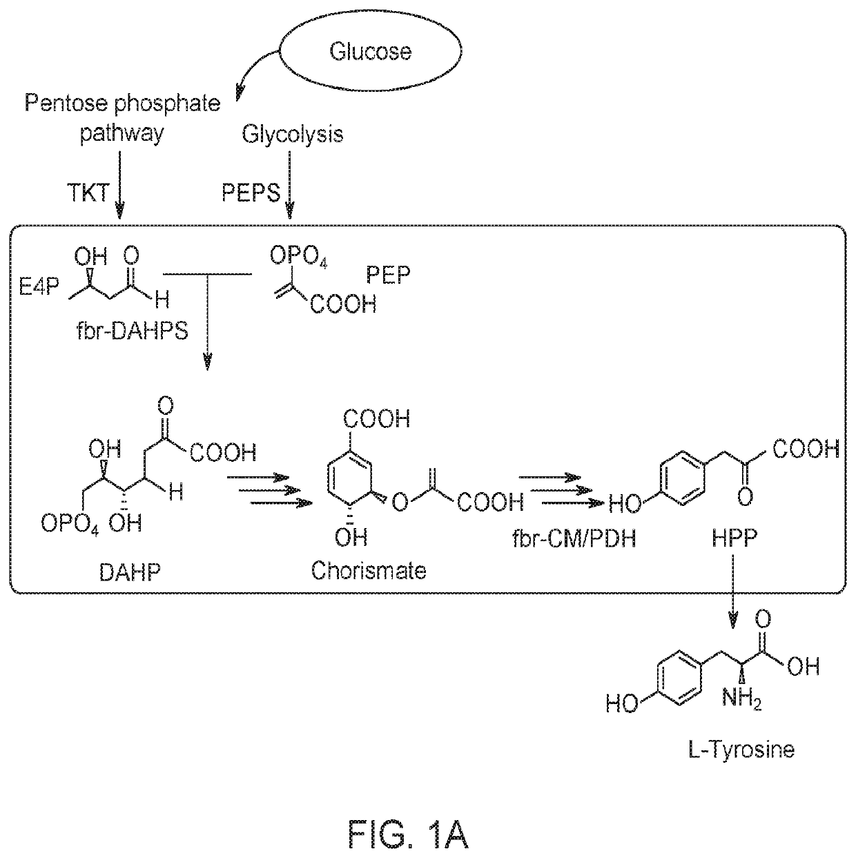 Microorganisms and Methods in the Fermentation of Benzylisoquinoline Alkaloids