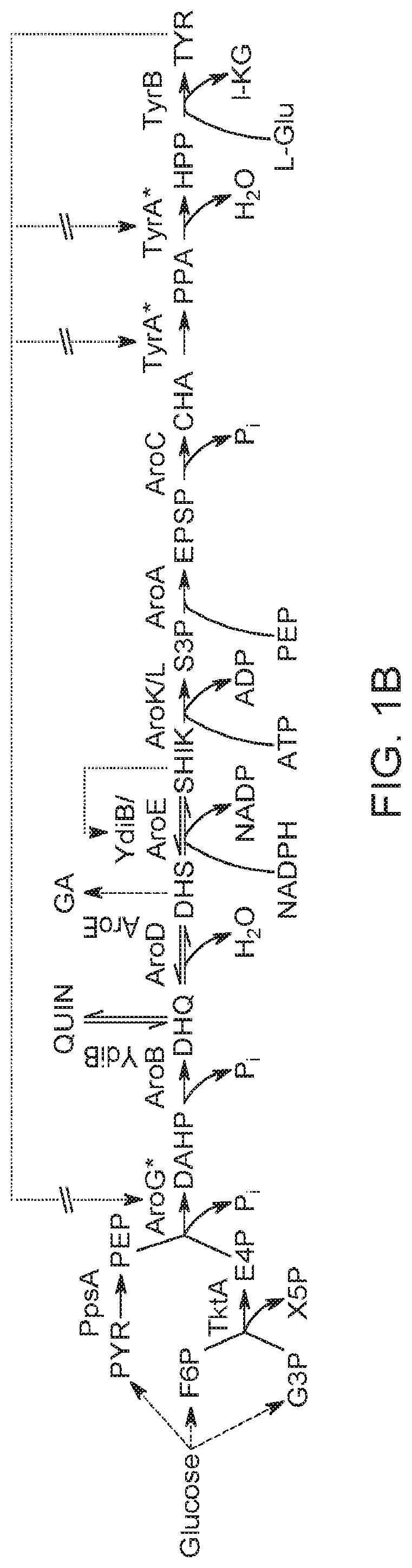 Microorganisms and Methods in the Fermentation of Benzylisoquinoline Alkaloids