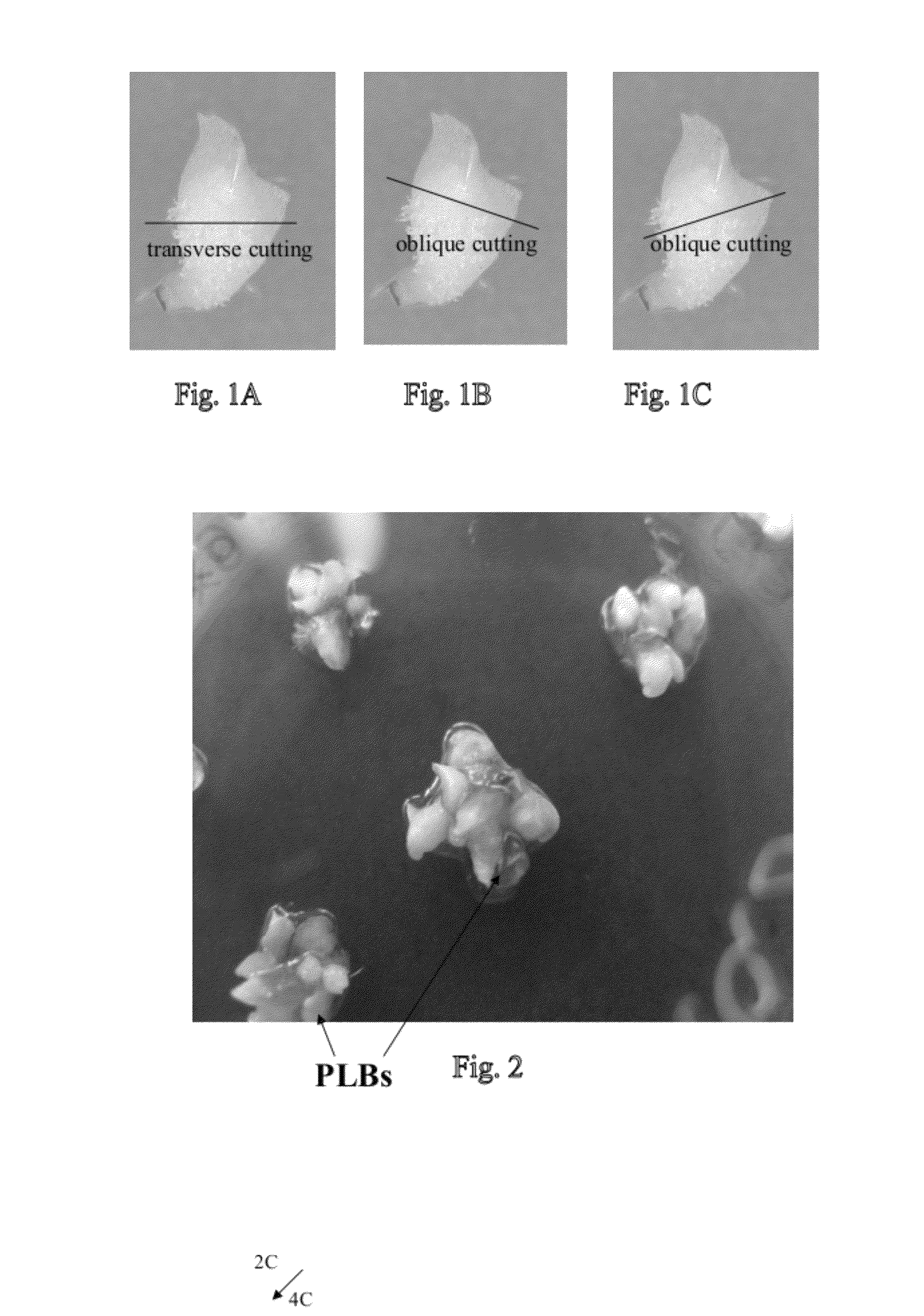 Method for producing polyploid plants of orchids