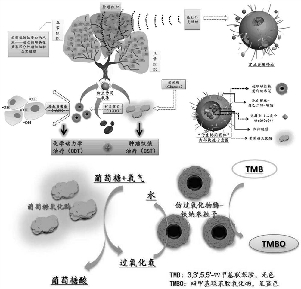 A bionic binary synergistic nanocarrier and its preparation method and application