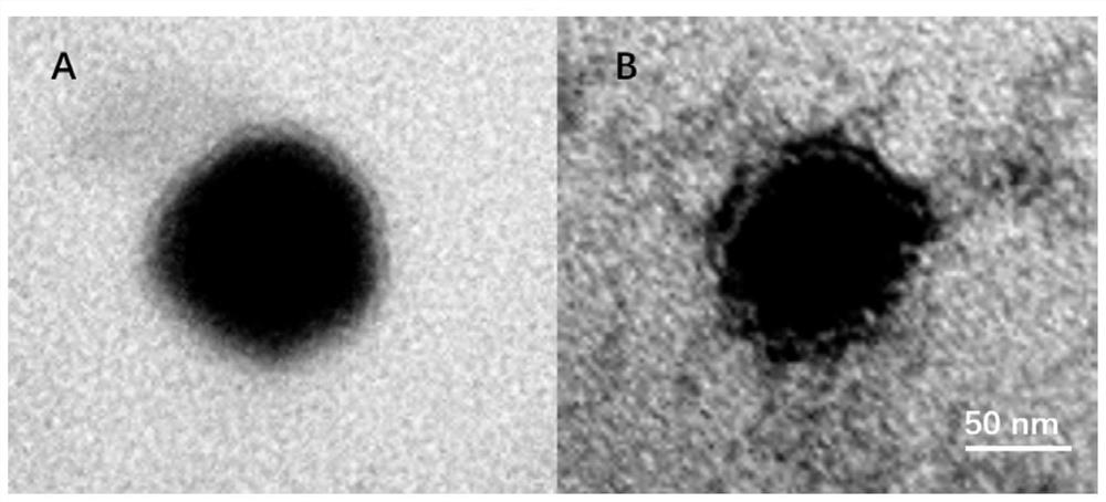 A bionic binary synergistic nanocarrier and its preparation method and application