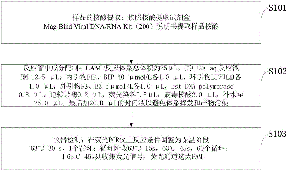 Fluorescent LAMP primer for detecting infectious hematopoietic necrosis virus of fish