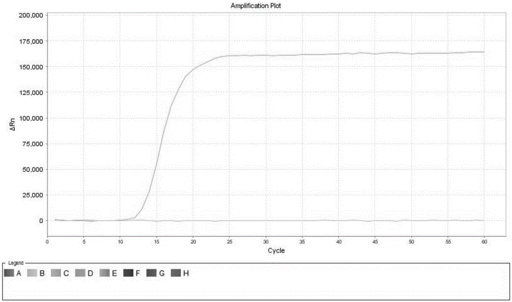 Fluorescent LAMP primer for detecting infectious hematopoietic necrosis virus of fish