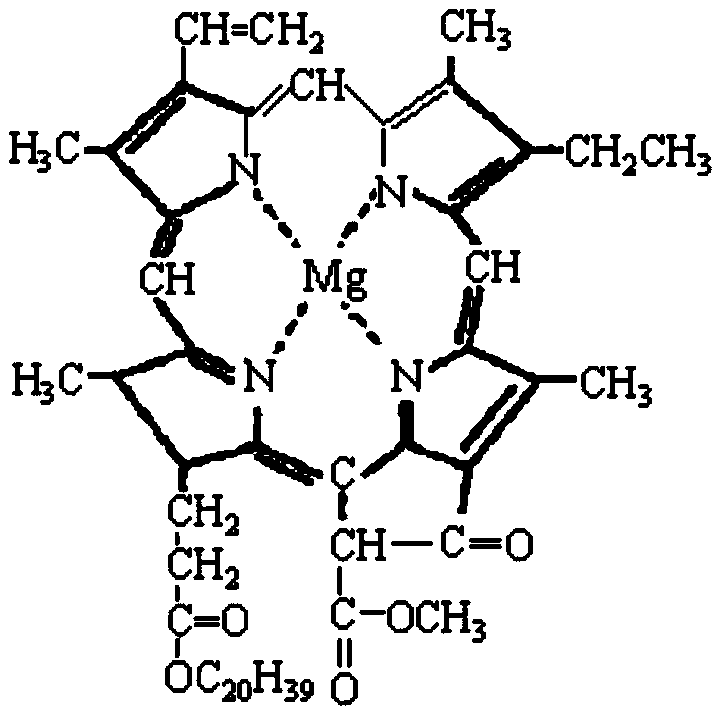 Preparation special for root irrigation application and capable of increasing rice chlorophyll a content