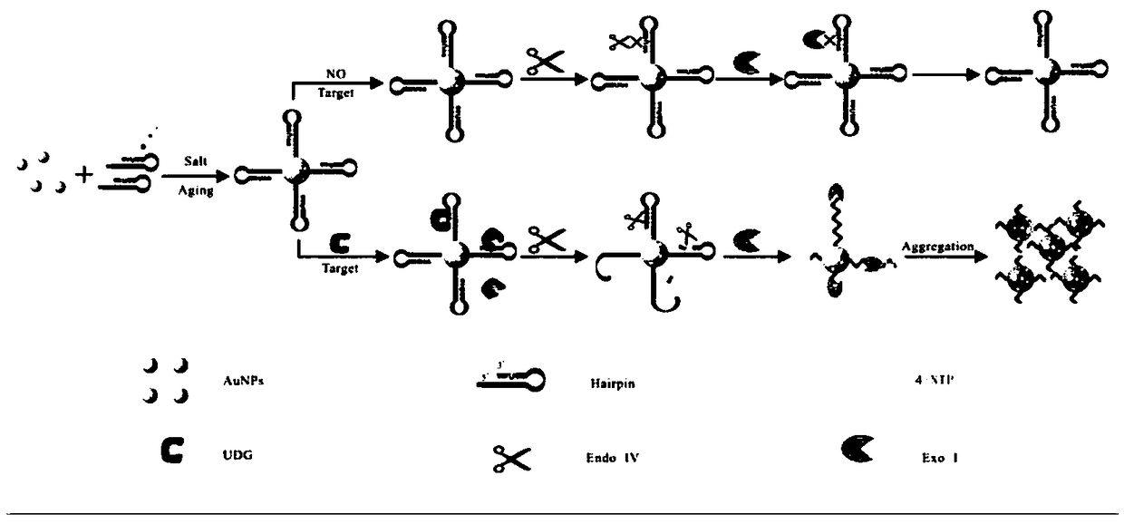 Biological sensor for detecting activity of uracil DNA glycosylase (UDG) and preparation method of biological sensor