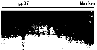 Kit and method for extracting and purifying escherichia coli DNA from complicated sample