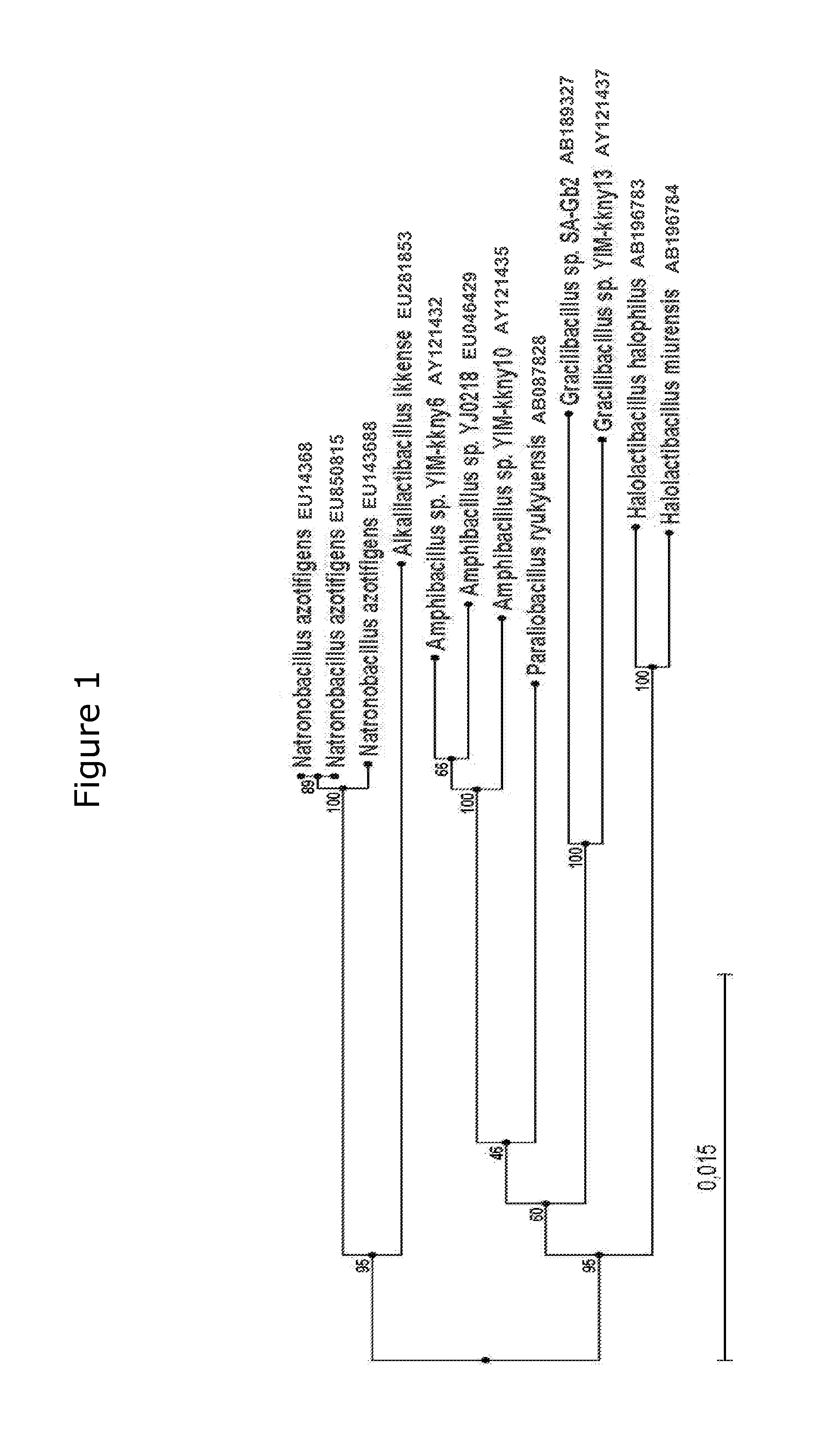 Cold-active beta-galactosidase, a method of producing same and use of such enzyme