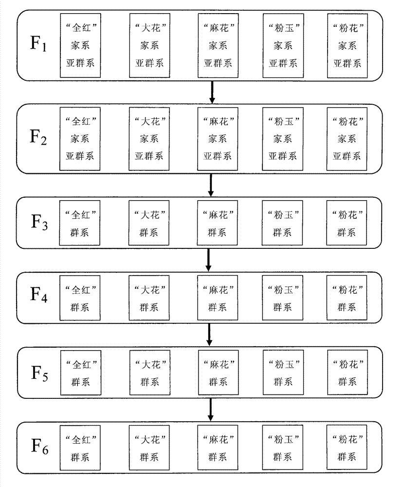 Method for breeding ornamental type Cyprinus carpio var. color