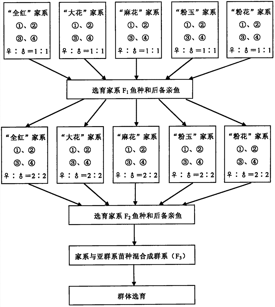 Method for breeding ornamental type Cyprinus carpio var. color