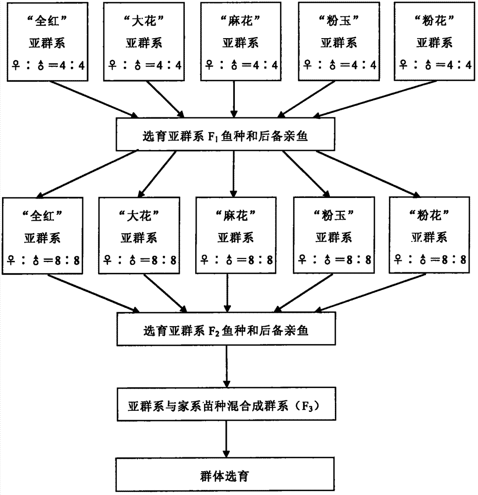 Method for breeding ornamental type Cyprinus carpio var. color