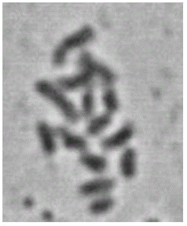 Annual slide preparation method of plum blossom chromosome