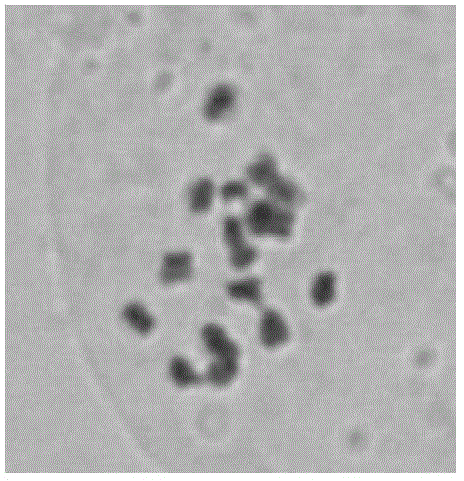 Annual slide preparation method of plum blossom chromosome