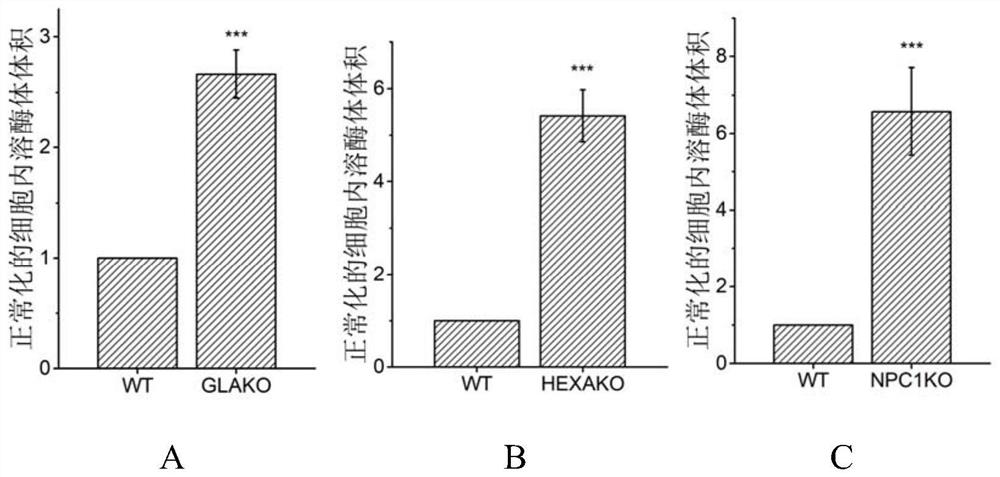 Application of isopsoralen in preparation of medicine for treating lysosomal storage disease