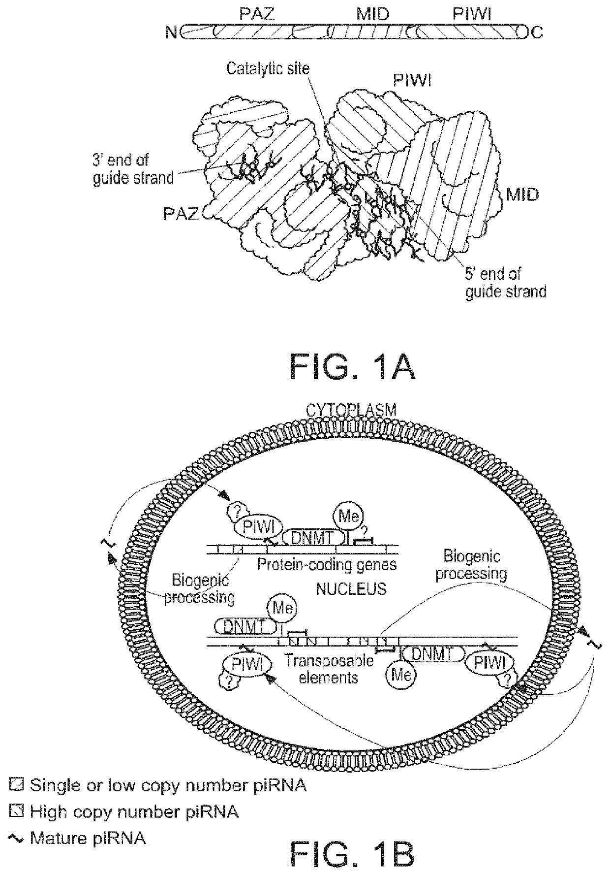 Compositions and methods of using piRNAS in cancer diagnostics and therapeutics