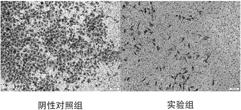 Application of ginsenoside used as heparanase inhibitor in preparation of tumor therapeutic drug