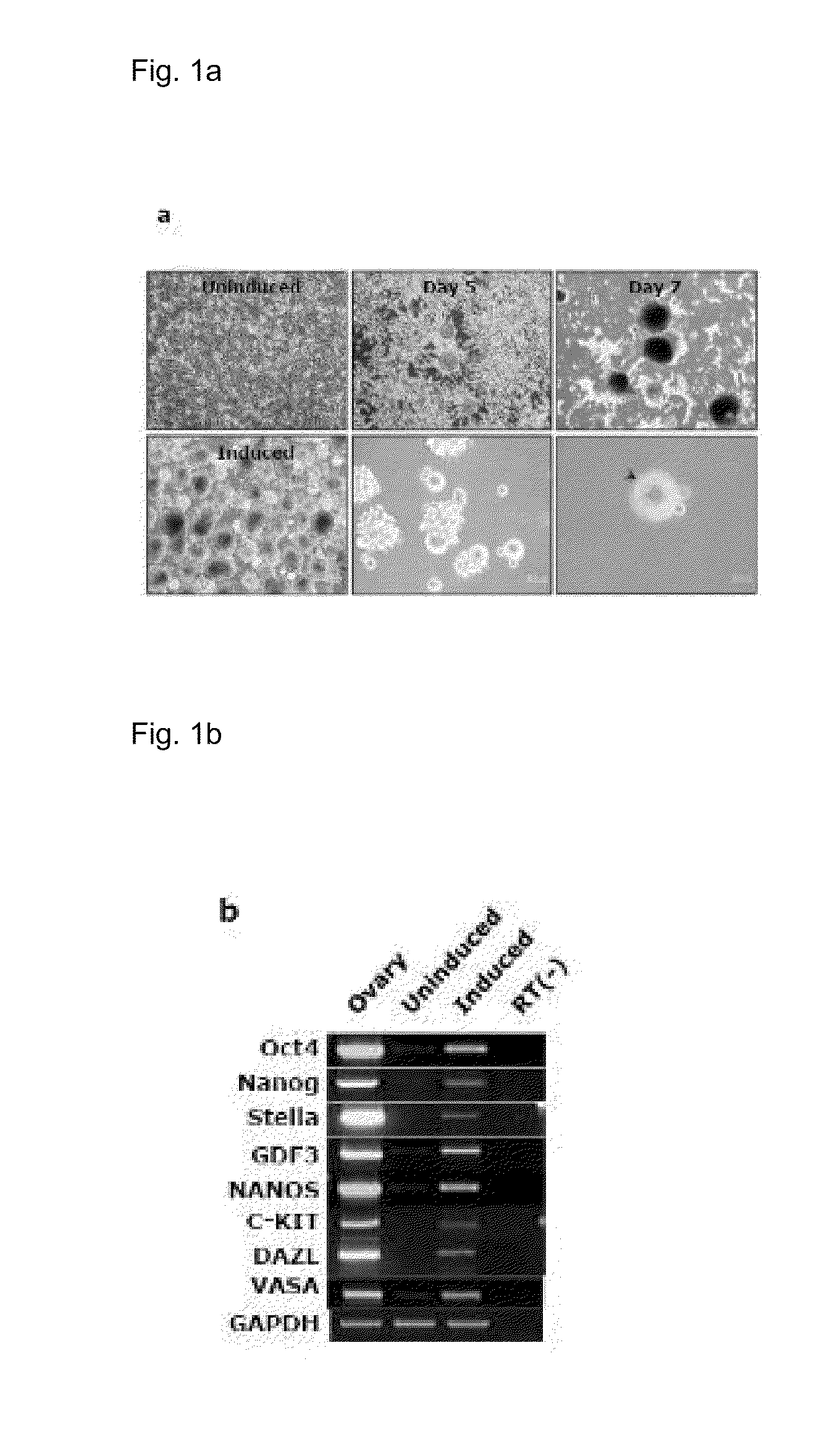 COMPOSITION FOR REPROGRAMMING SOMATIC CELLS TO GENERATE INDUCED PLURIPOTENT STEM CELLS, COMPRISING Bmi1 AND LOW MOLECULAR WEIGHT SUBSTANCE, AND METHOD FOR GENERATING INDUCED PLURIPOTENT STEM CELLS USING THE SAME