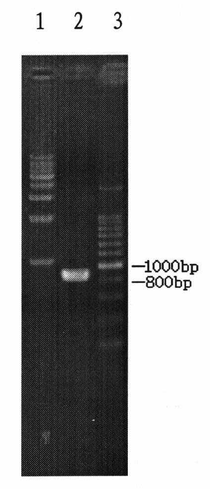 Promoter BgIosP587, and preparation method and application thereof