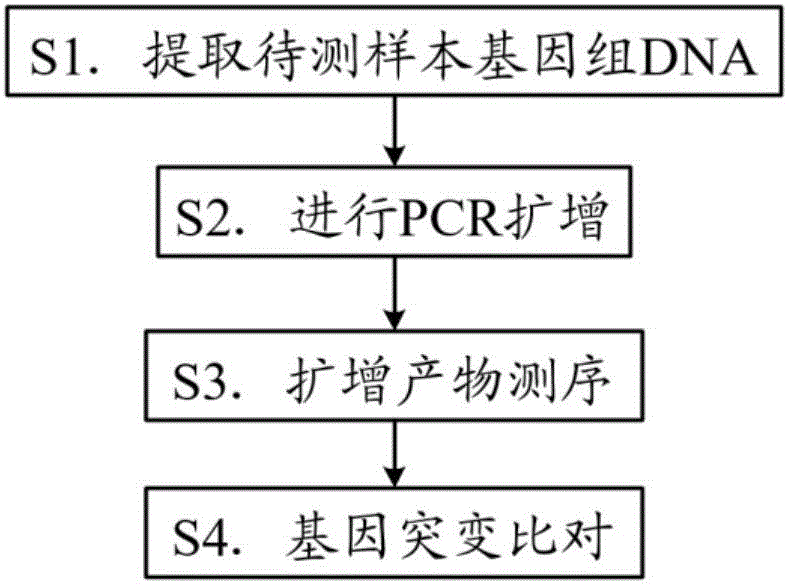 Multiple myeloma (MM) prognosis related gene mutation detection kit and detection method