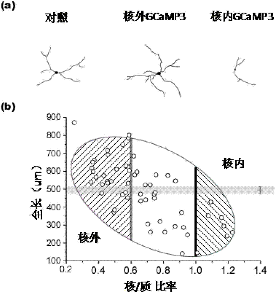 Design and application of gene coding calcium probe GCaMP-X