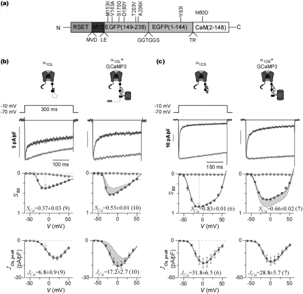 Design and application of gene coding calcium probe GCaMP-X