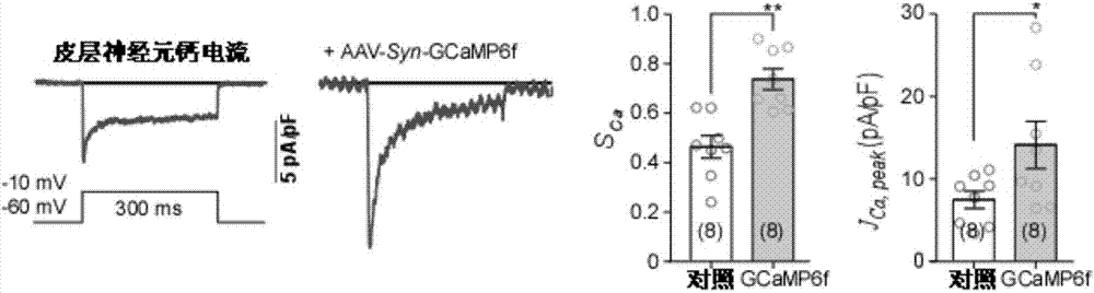 Design and application of gene coding calcium probe GCaMP-X