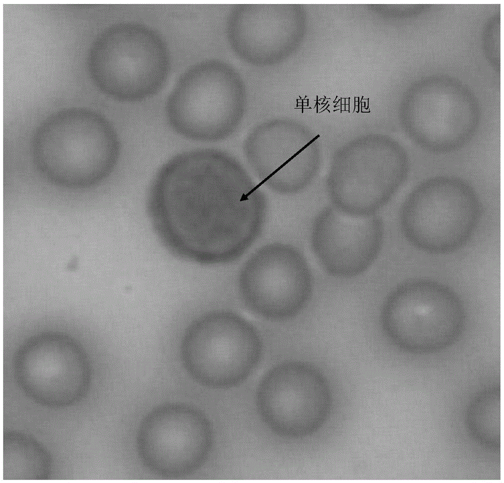 Alpha-naphthol acetate esterase staining kit