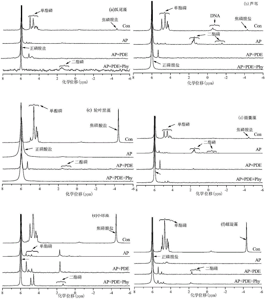 Analysis method of bioavailable phosphorus in algae and aquatic plant