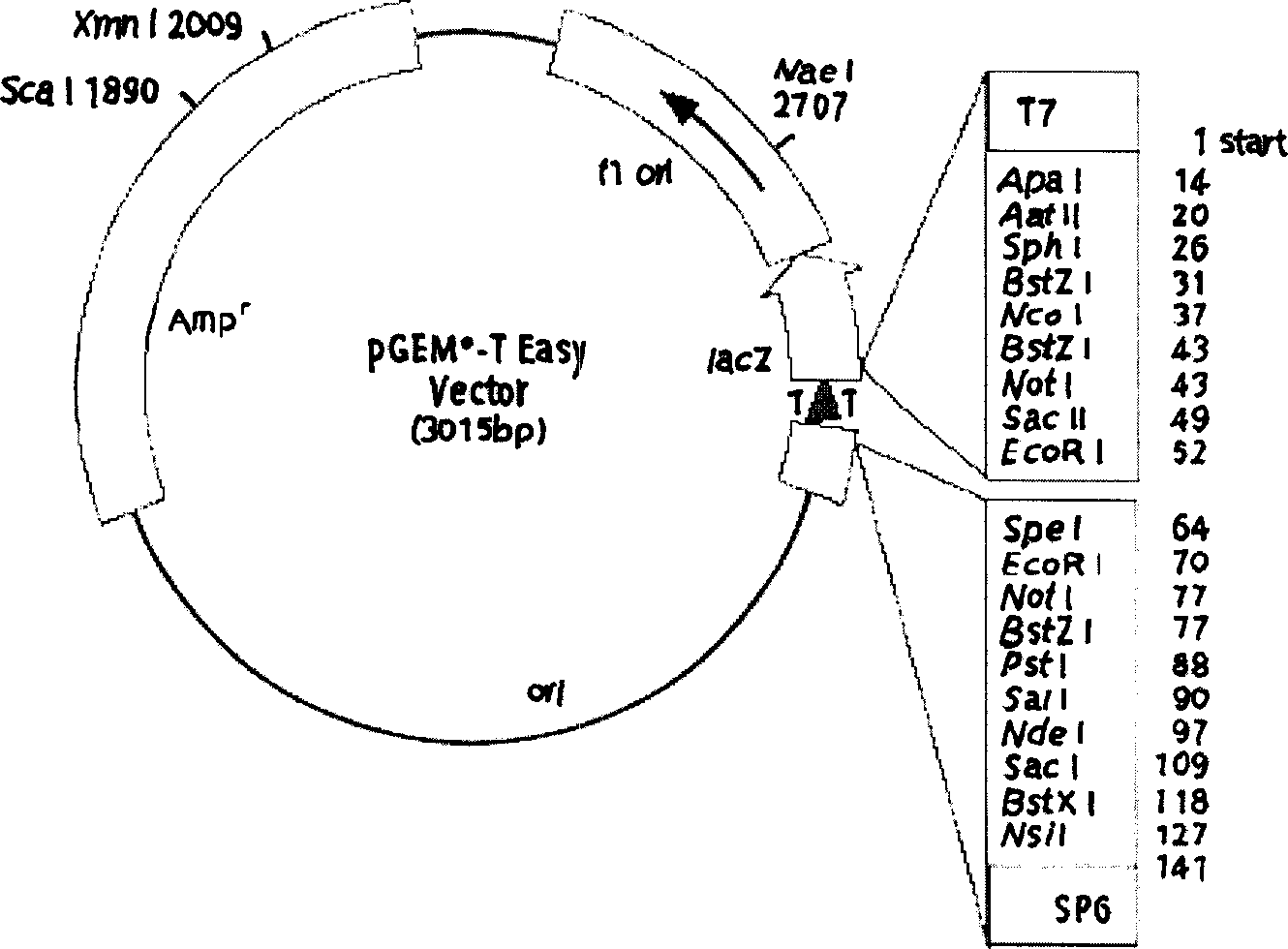 Gene of restraining activation NF-kB and NFAT, and coded polypeptide