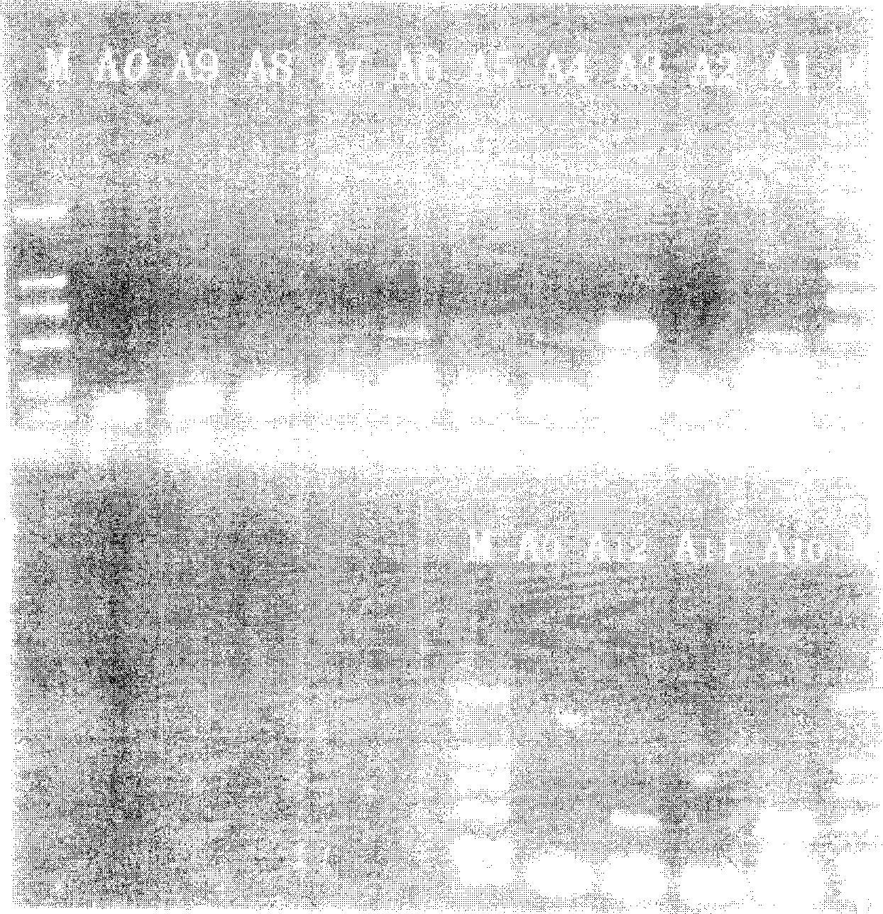 Gene of restraining activation NF-kB and NFAT, and coded polypeptide