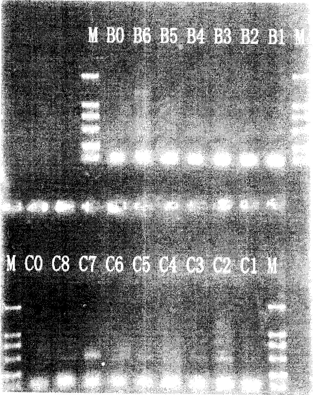 Gene of restraining activation NF-kB and NFAT, and coded polypeptide