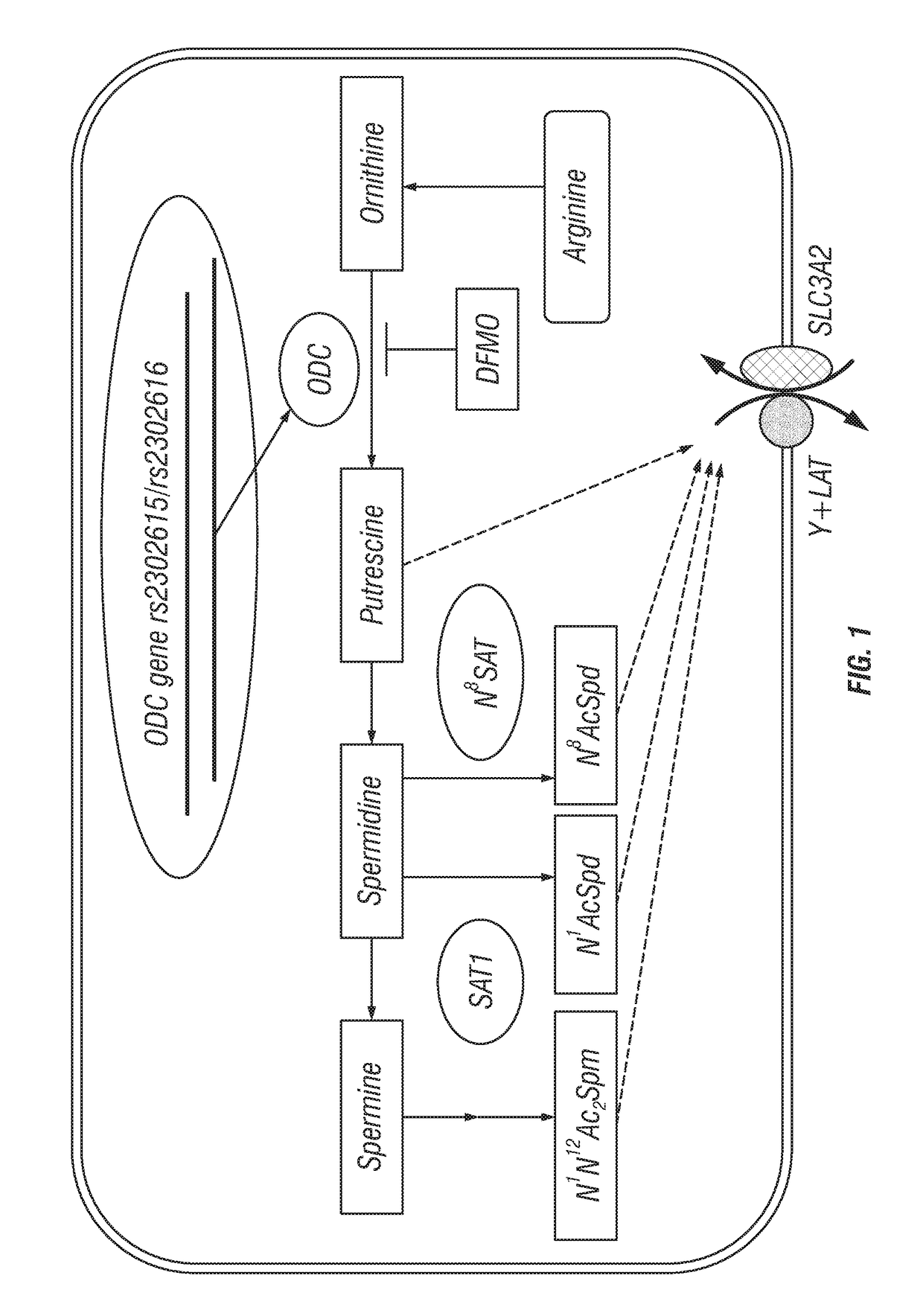 Methods for treating neuroblastoma