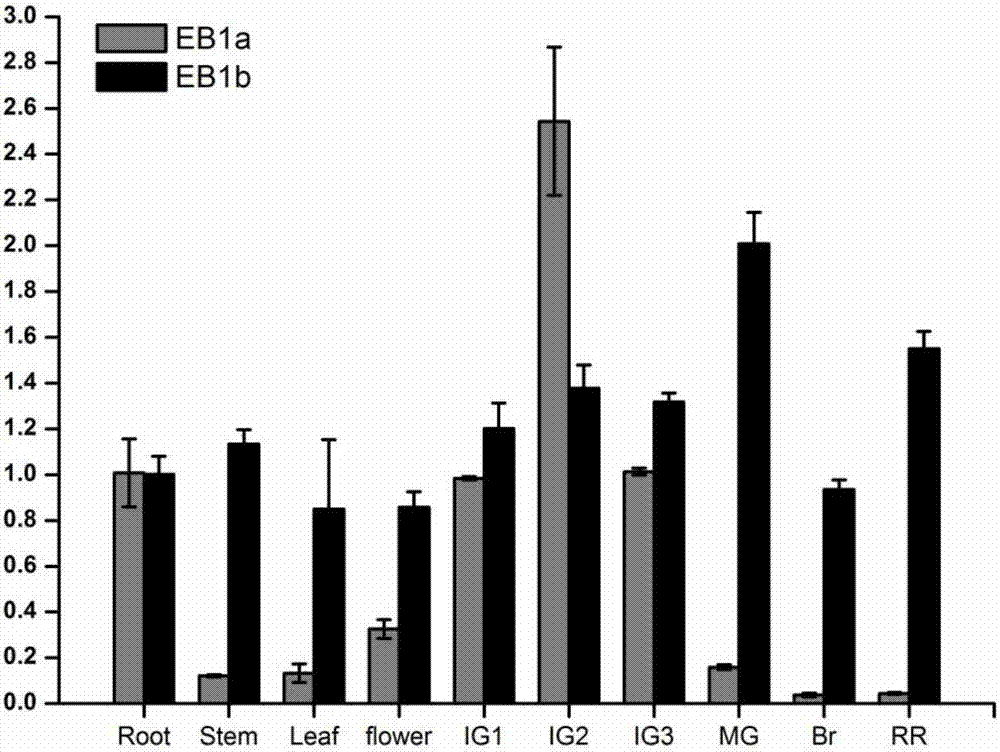 Novel method for prolonging shelf life of tomato fruit by utilizing genetic engineering technology