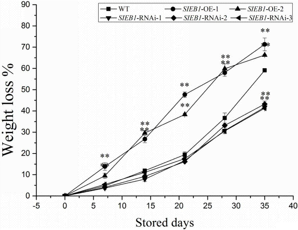 Novel method for prolonging shelf life of tomato fruit by utilizing genetic engineering technology