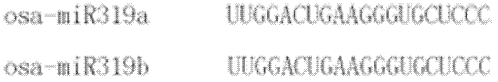 Rice leaf width adjustment and control related microRNA (ribonucleic acid) and encoded nucleic acid molecule thereof as well as application