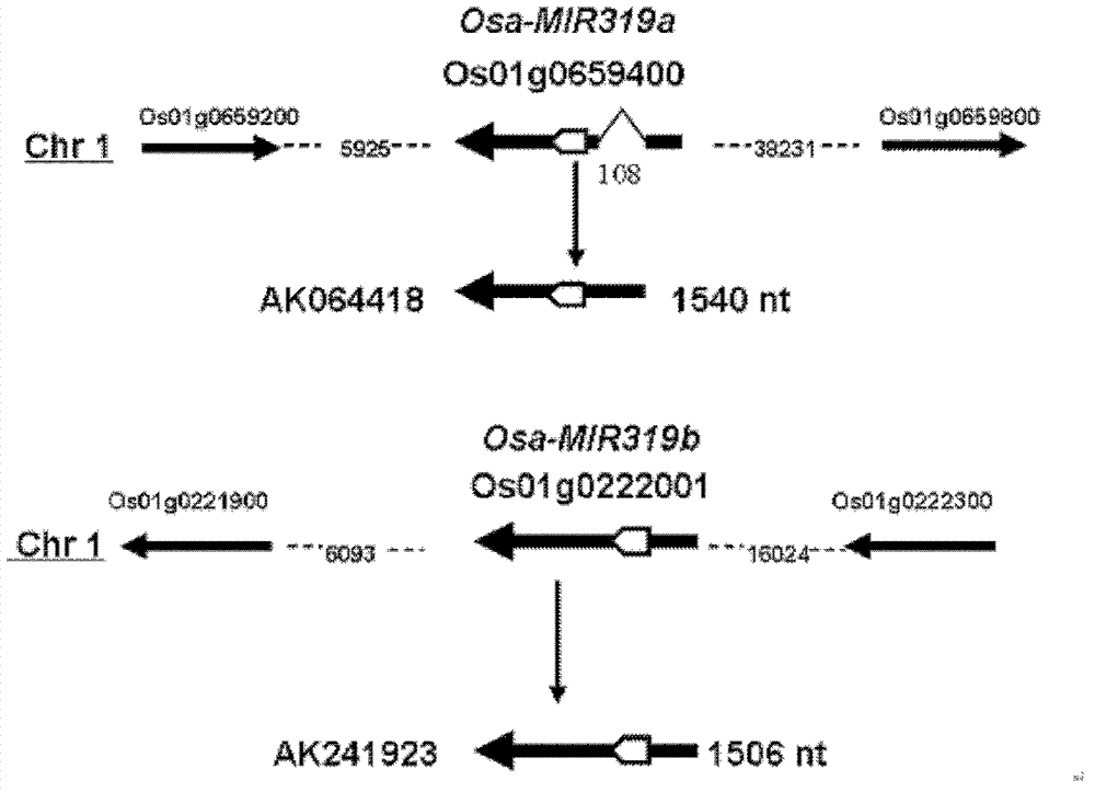 Rice leaf width adjustment and control related microRNA (ribonucleic acid) and encoded nucleic acid molecule thereof as well as application