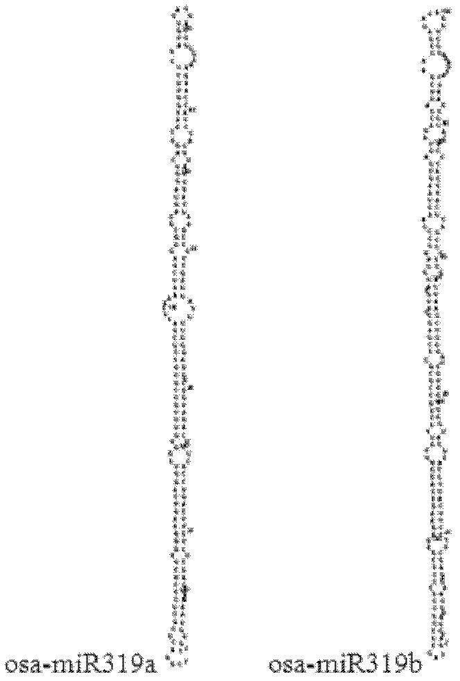 Rice leaf width adjustment and control related microRNA (ribonucleic acid) and encoded nucleic acid molecule thereof as well as application