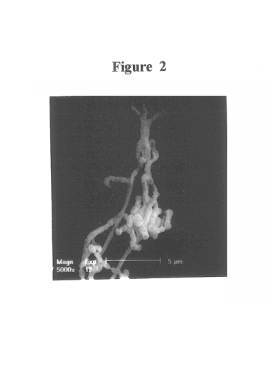 Streptomyces strain with potential anti-microbial activity against phytopathogenic fungi