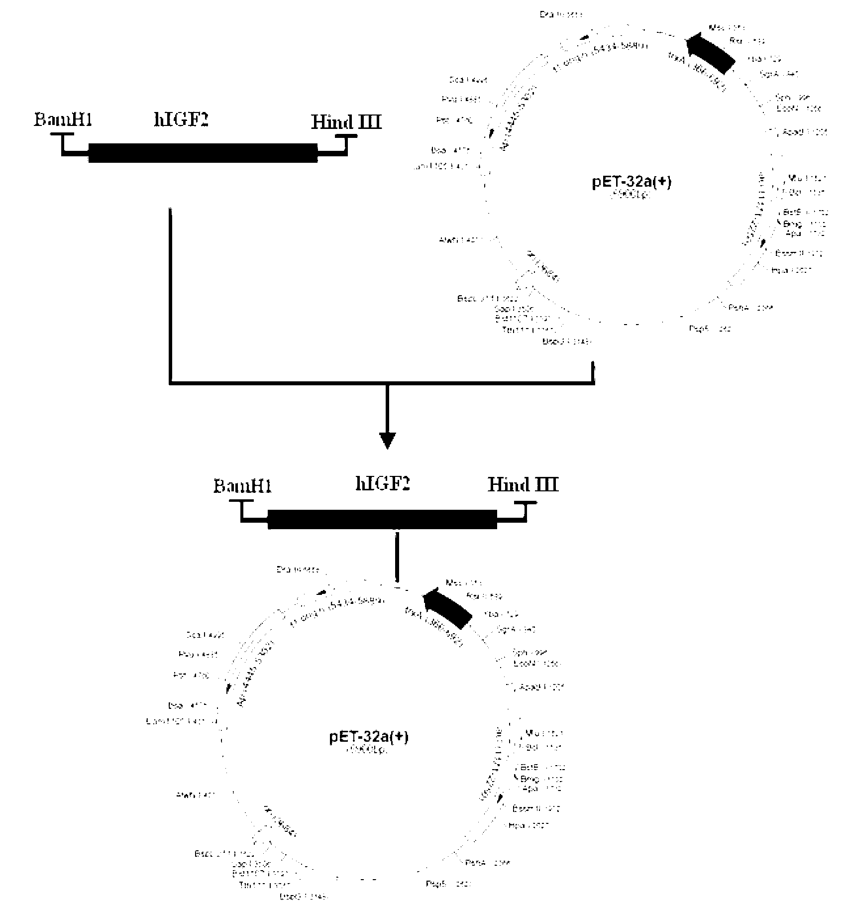 Recombinant human insulin-like growth factor-2 protein and production method thereof