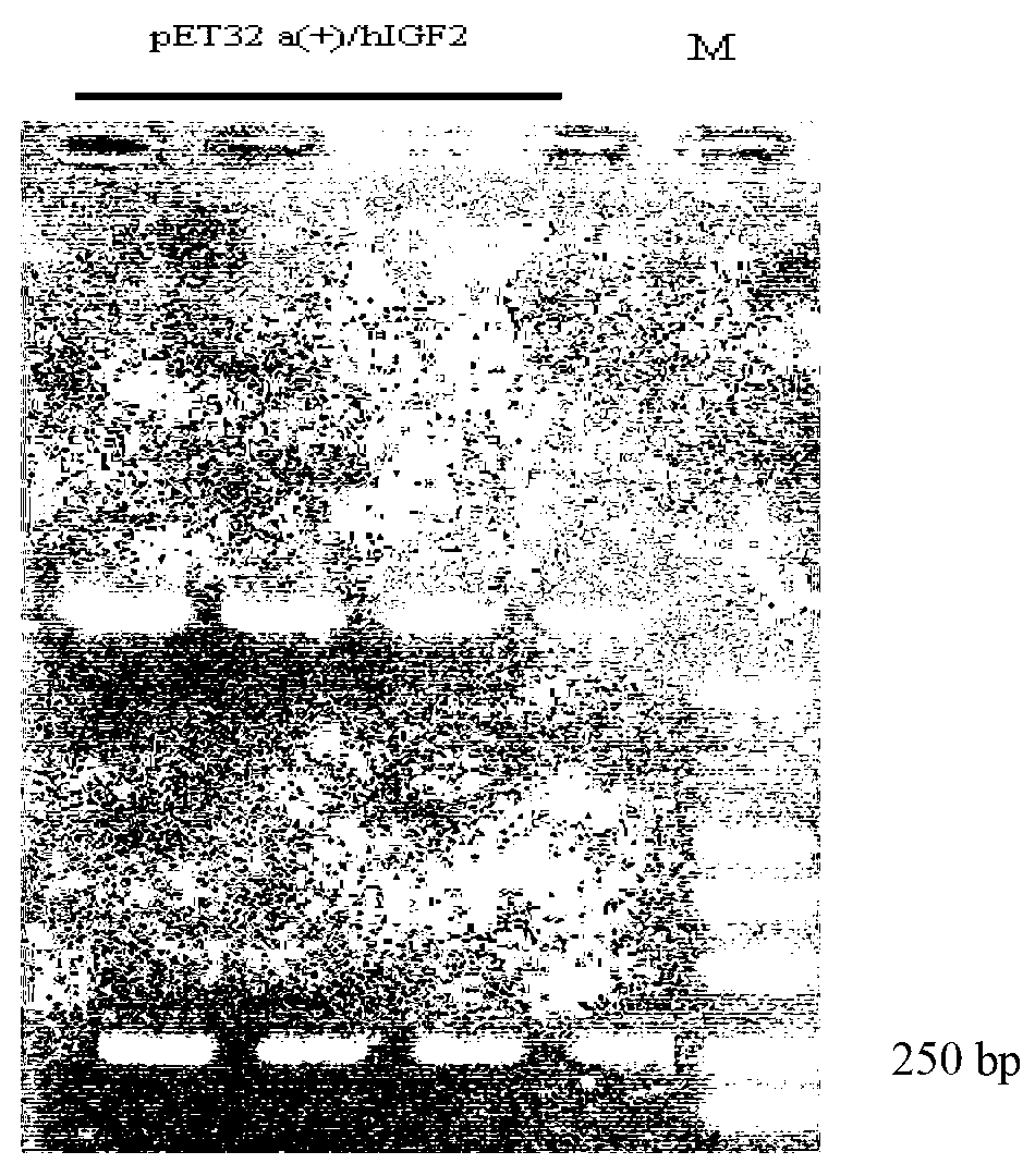 Recombinant human insulin-like growth factor-2 protein and production method thereof