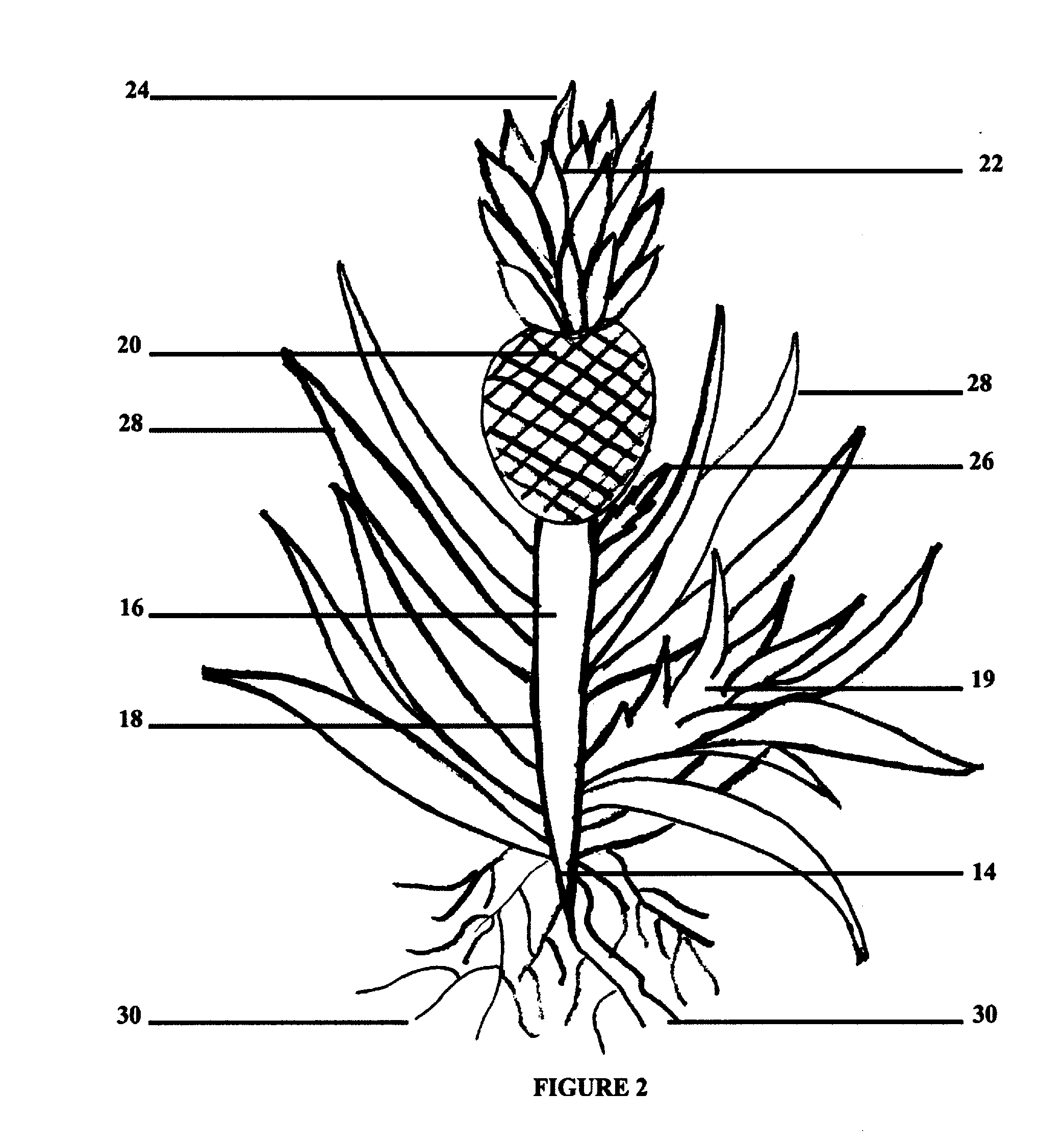 Integrated process extraction of pineapple biomass into fibers and natural products