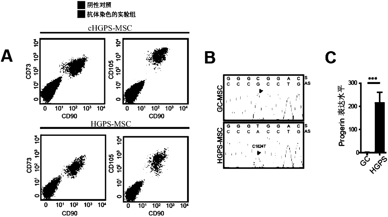 Use of oltipraz in reversing the aging phenotype of human childhood progeria