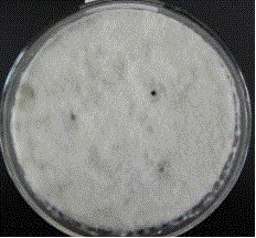 A strain of Lactobacillus plantarum