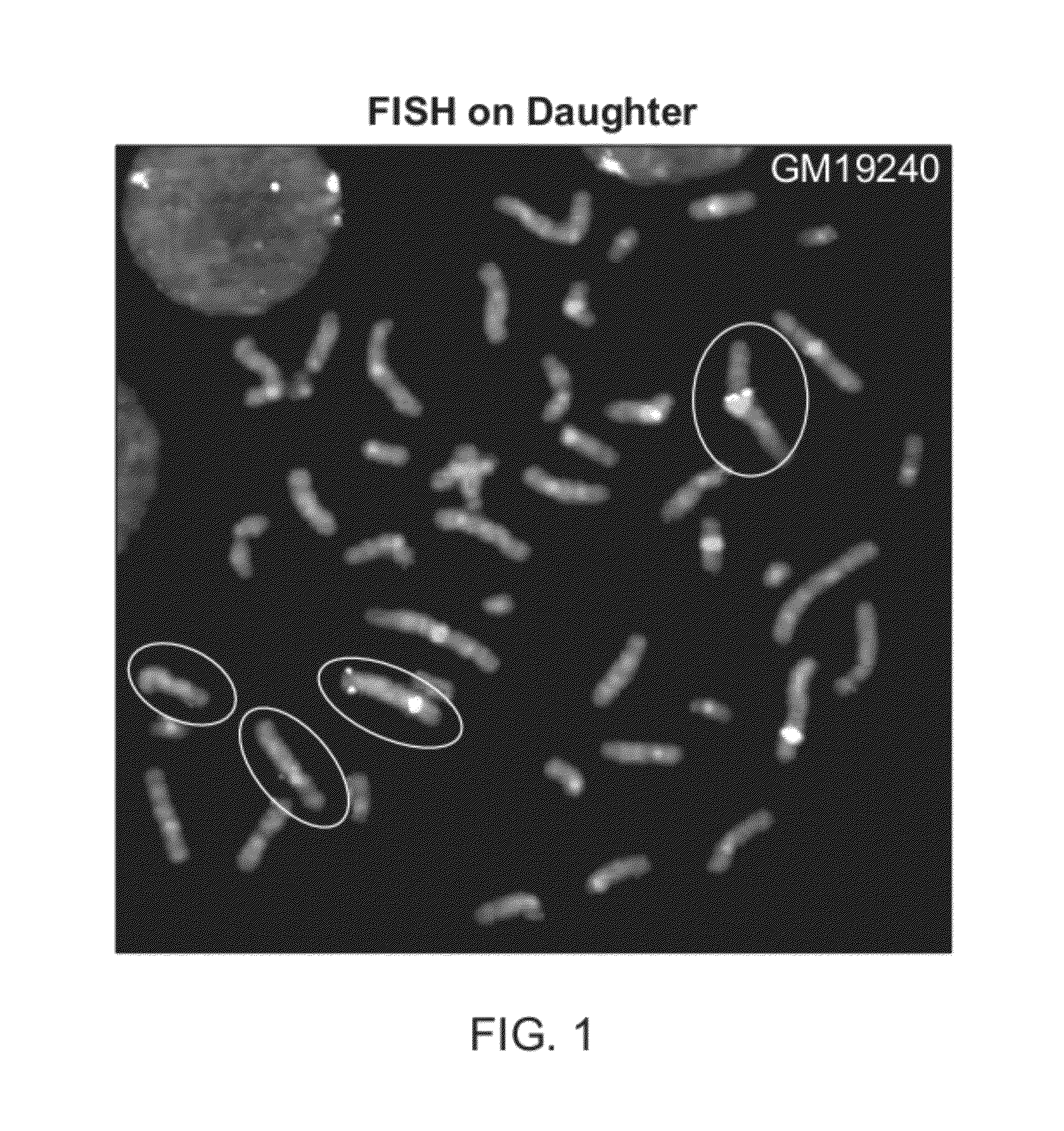 Method for phased genotyping of a diploid genome