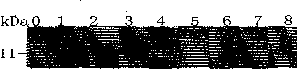 Immunocontraceptive synthetic peptide and immunocontraceptive chimeric peptide and application thereof