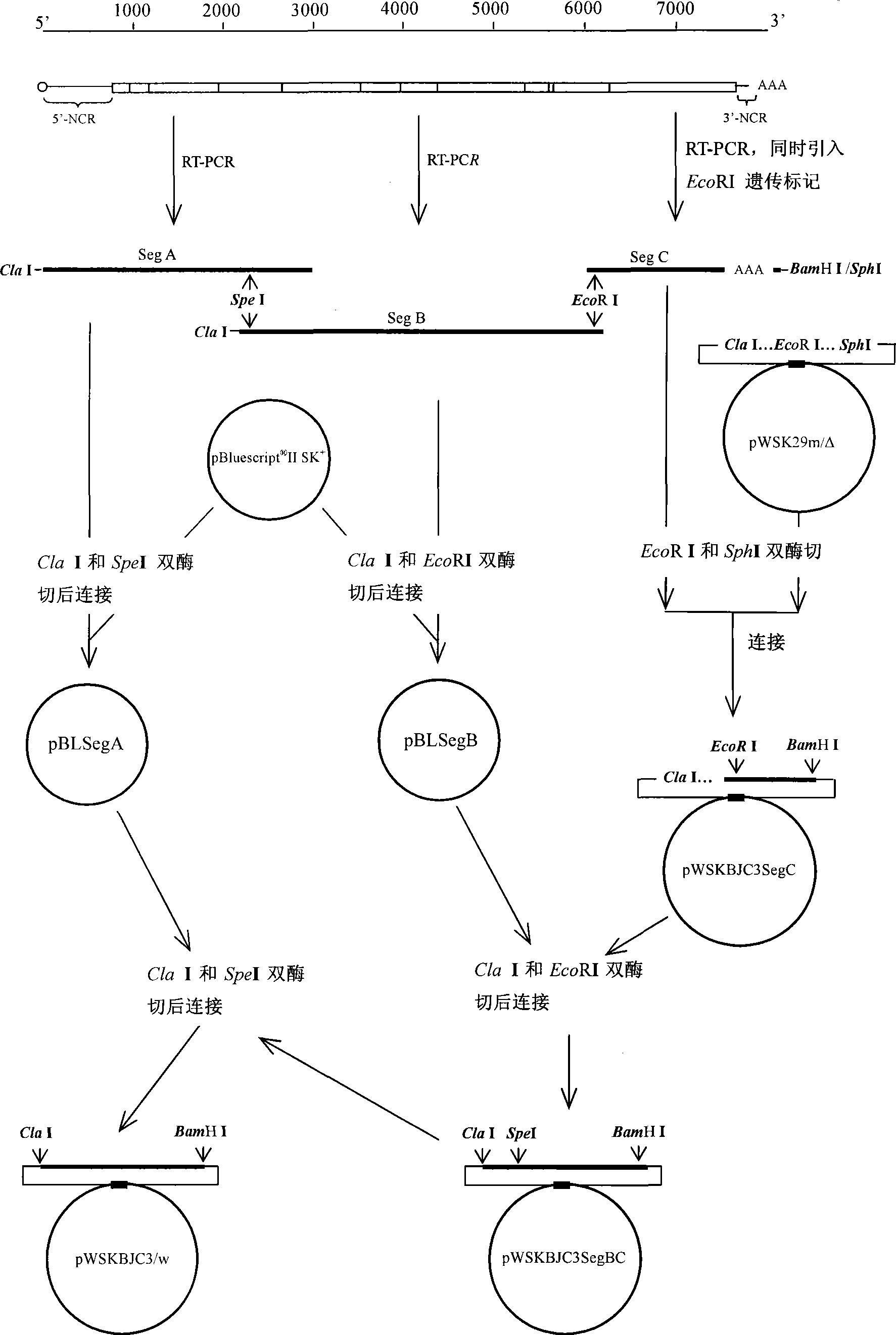 Method for constructing encephalomyocarditis virus infections clone