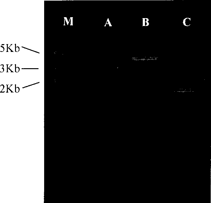 Method for constructing encephalomyocarditis virus infections clone