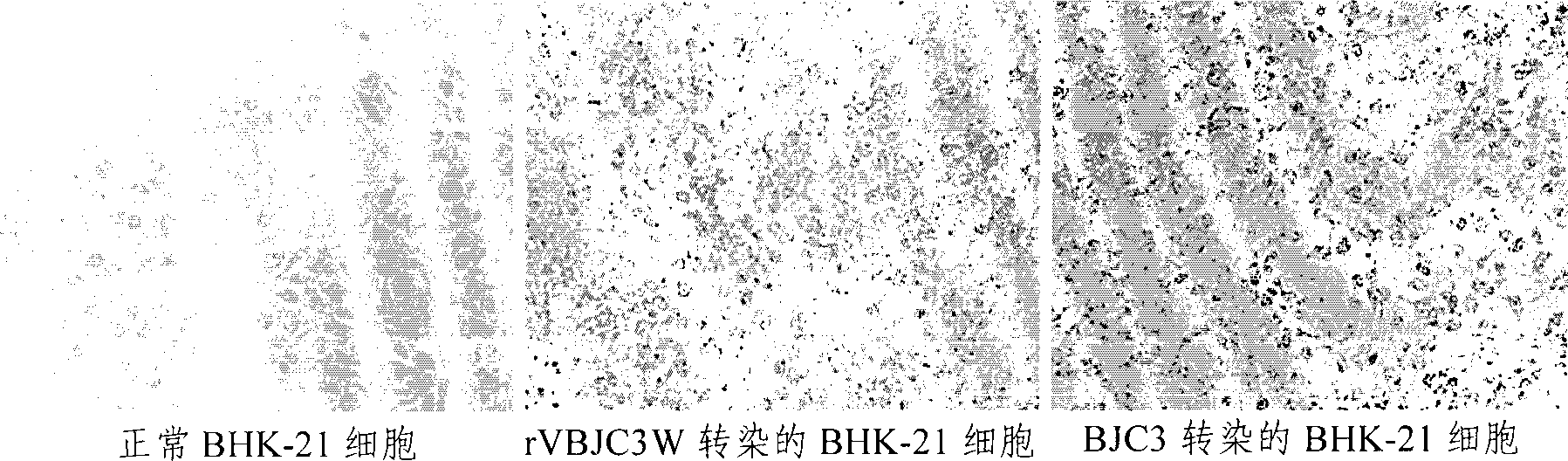 Method for constructing encephalomyocarditis virus infections clone